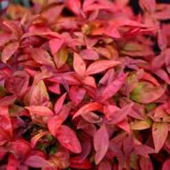 Nandina Domestica Blush Pink ('Aka') (PBR) -Deals Green4Ever Store pl2000037744 card3 lg
