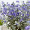 Caryopteris × Clandonensis Sterling Silver ('Lissilv') (PBR)