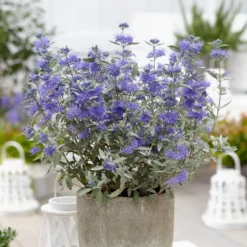 Caryopteris × Clandonensis Sterling Silver ('Lissilv') (PBR) 5 Caryopteris × Clandonensis Sterling Silver ('Lissilv') (PBR) -Deals Green4Ever Store pl2000037829 card3 lg