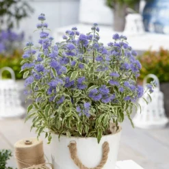 Caryopteris × Clandonensis 'White Surprise' (PBR) -Deals Green4Ever Store pl2000037830 card3 lg