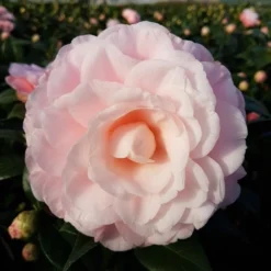 Camellia Japonica 'Nuccio's Cameo' -Deals Green4Ever Store pl2000037843 card2 lg