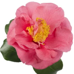 Camellia Japonica 'R.L. Wheeler' -Deals Green4Ever Store pl2000037844 card2 lg