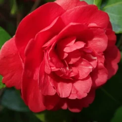 Camellia × Williamsii 'Ruby Wedding' -Deals Green4Ever Store pl2000037845 card2 lg