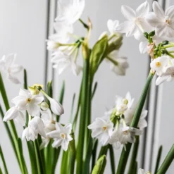 Perfumed Paperwhites & Terracotta Pot -Deals Green4Ever Store pl2000038005 card2 lg