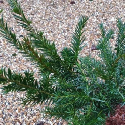 Taxus Baccata 'Repandens' -Deals Green4Ever Store pl2000038031 card3 lg