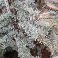 Cedrus Atlantica (Glauca Group) 'Glauca'