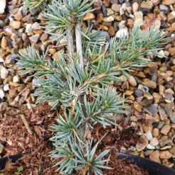 Cedrus Atlantica (Glauca Group) 'Glauca' -Deals Green4Ever Store pl2000038041 card3 lg