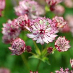 Astrantia Major 'Sparkling Stars Pink' (Sparkling Stars Series) -Deals Green4Ever Store pl2000038262 card3 lg