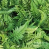 Polystichum Tsussimense