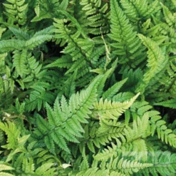 Polystichum Tsussimense