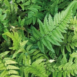 Polystichum Tsussimense -Deals Green4Ever Store pl2000038309 card3 lg