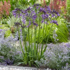Agapanthus Poppin' Purple ('MP003') (PBR) -Deals Green4Ever Store pl2000038358 card3 lg