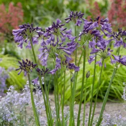 Agapanthus Poppin' Purple ('MP003') (PBR) -Deals Green4Ever Store pl2000038358 card4 lg