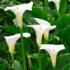 Zantedeschia Aethiopica