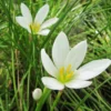 Zephyranthes Candida