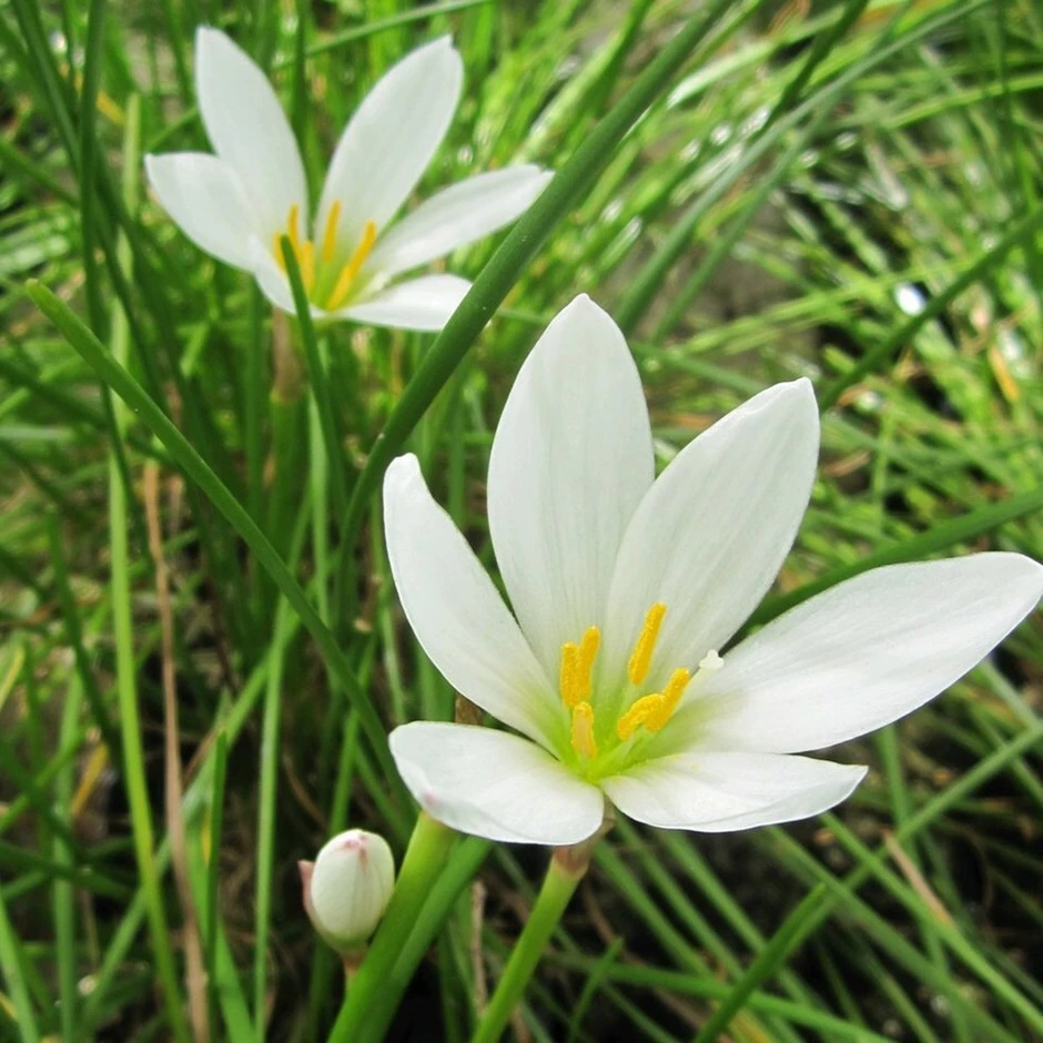 Zephyranthes Candida 1 Zephyranthes Candida