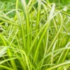 Carex Oshimensis 'Eversheen' (PBR) (Evercolor Series)