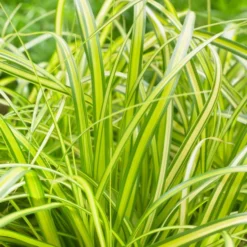 Carex Oshimensis 'Eversheen' (PBR) (Evercolor Series)