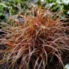 Uncinia Rubra Everflame ('Belinda's Find') (PBR)