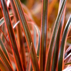 Uncinia Rubra Everflame ('Belinda's Find') (PBR) -Deals Green4Ever Store pl2000038519 card2 lg