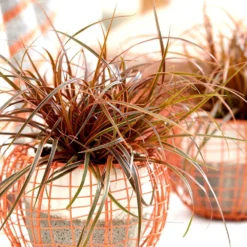 Uncinia Rubra Everflame ('Belinda's Find') (PBR) -Deals Green4Ever Store pl2000038519 card3 lg