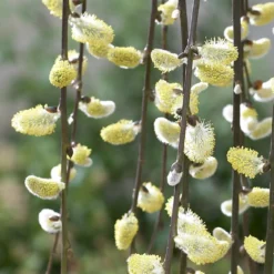 Salix Caprea 'Kilmarnock' -Deals Green4Ever Store pl2000038529 card2 lg