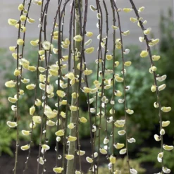 Salix Caprea 'Kilmarnock' -Deals Green4Ever Store pl2000038529 card3 lg
