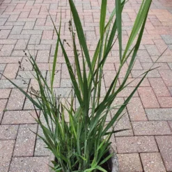 Panicum 'Warrior' -Deals Green4Ever Store pl2000038659 card3 lg