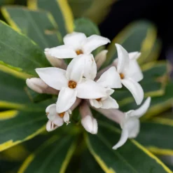 Daphne × Transatlantica 'Summer Ice' -Deals Green4Ever Store pl2000038818 card3 lg