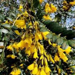 Sophora Sun King ('Hilsop') (PBR) -Deals Green4Ever Store pl2000038821 card2 lg