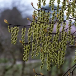 Stachyurus Chinensis 'Celina' -Deals Green4Ever Store pl2000038829 card3 lg