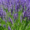 Lavandula × Intermedia 'Dutch Group'