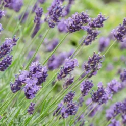 Lavandula × Intermedia 'Dutch Group' -Deals Green4Ever Store pl2000038891 card2 lg
