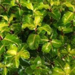 Pittosporum Tenuifolium 'Gold Star' -Deals Green4Ever Store pl2000039125 card2 lg