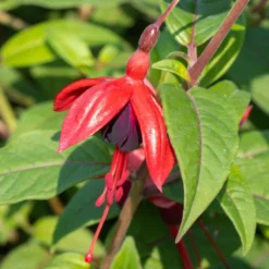 Fuchsia 'Lady Boothby' 3 Fuchsia 'Lady Boothby' -Deals Green4Ever Store pl2000039276 card2 lg