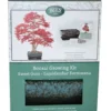Bonsai Sweet Gum - Seed Growing Kit