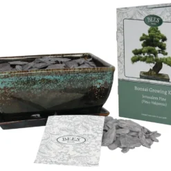 Bonsai Pine - Seed Growing Kit -Deals Green4Ever Store pl2000039320 card3 lg