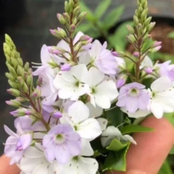Parahebe Catarractae 'Pink Avalanche'