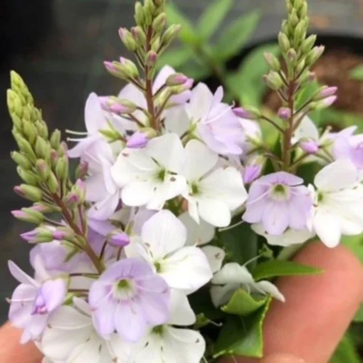 Parahebe Catarractae 'Pink Avalanche' -Deals Green4Ever Store pl2000039323