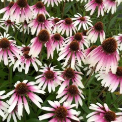 Echinacea Pretty Parasols ('JS Engeltje') (PBR) -Deals Green4Ever Store pl2000039354 card10 lg