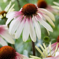 Echinacea Pretty Parasols ('JS Engeltje') (PBR) -Deals Green4Ever Store pl2000039354 card2 lg