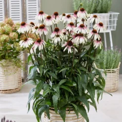 Echinacea Pretty Parasols ('JS Engeltje') (PBR) -Deals Green4Ever Store pl2000039354 card3 lg