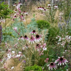 Echinacea Pretty Parasols ('JS Engeltje') (PBR) -Deals Green4Ever Store pl2000039354 card5 lg