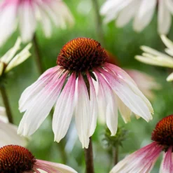 Echinacea Pretty Parasols ('JS Engeltje') (PBR) -Deals Green4Ever Store pl2000039354 card7 lg