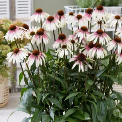 Echinacea Pretty Parasols ('JS Engeltje') (PBR) -Deals Green4Ever Store pl2000039354 card8 lg