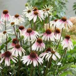 Echinacea Pretty Parasols ('JS Engeltje') (PBR) -Deals Green4Ever Store pl2000039354 card9 lg