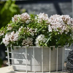 Kalmia Latifolia F. Myrtifolia 'Elf' -Deals Green4Ever Store pl2000039552 card2 lg