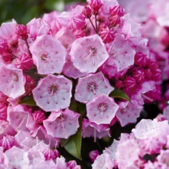 Kalmia Latifolia 'Little Linda' 4 Kalmia Latifolia 'Little Linda' -Deals Green4Ever Store pl2000039554 card2 lg