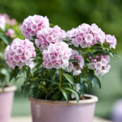 Kalmia Latifolia 'Tiddlywinks' -Deals Green4Ever Store pl2000039579 card2 lg