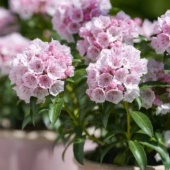Kalmia Latifolia 'Tiddlywinks' -Deals Green4Ever Store pl2000039579 card3 lg
